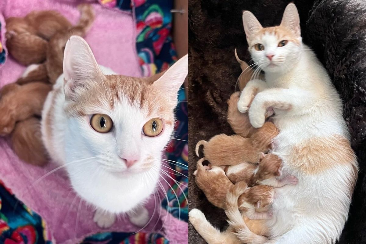 Community Cat Delighted to Her Core to Find Sanctuary, Days Later She Has 5 Little Kittens By Her Side