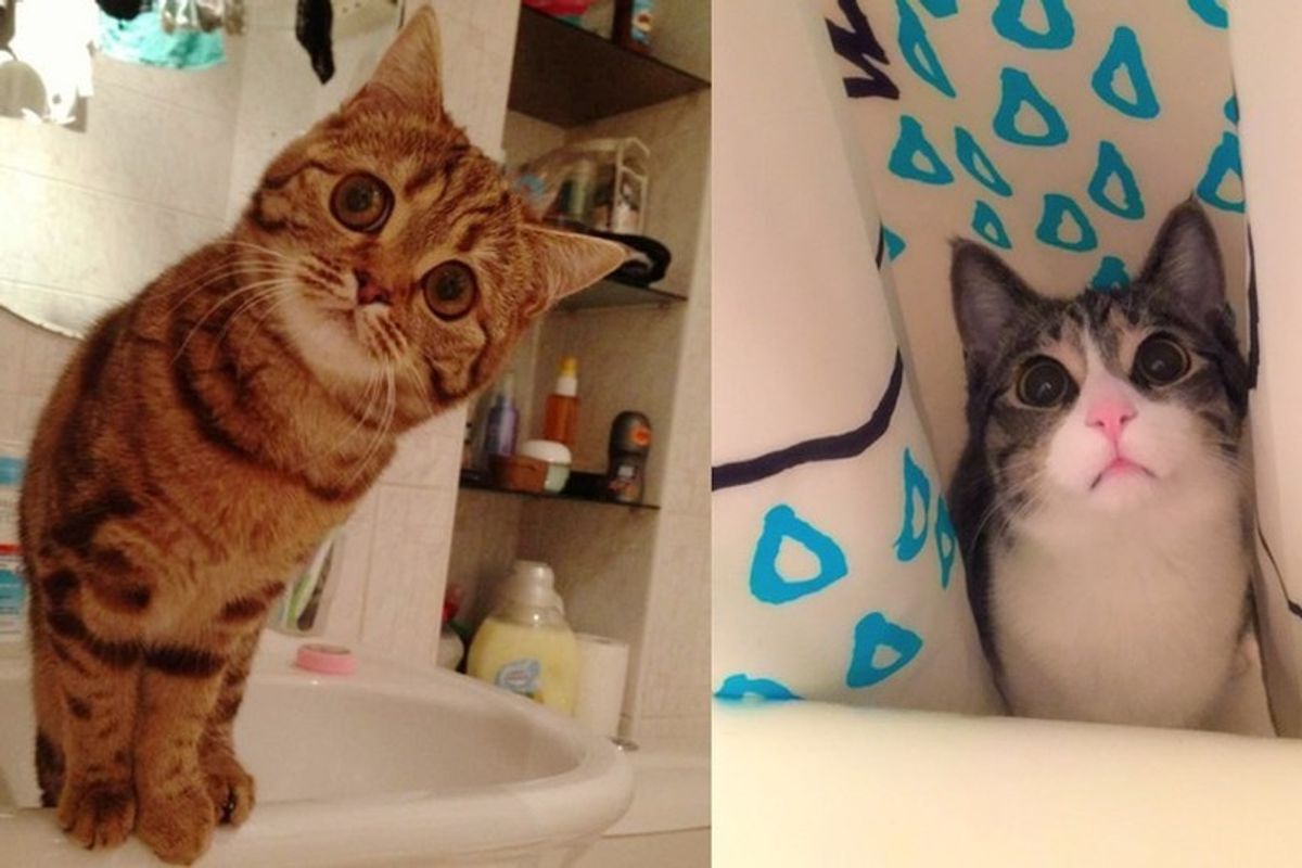 10+ Kitties Wouldn't Leave Their Humans Alone When They are in Bathroom