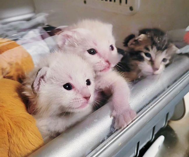 kittens sweet