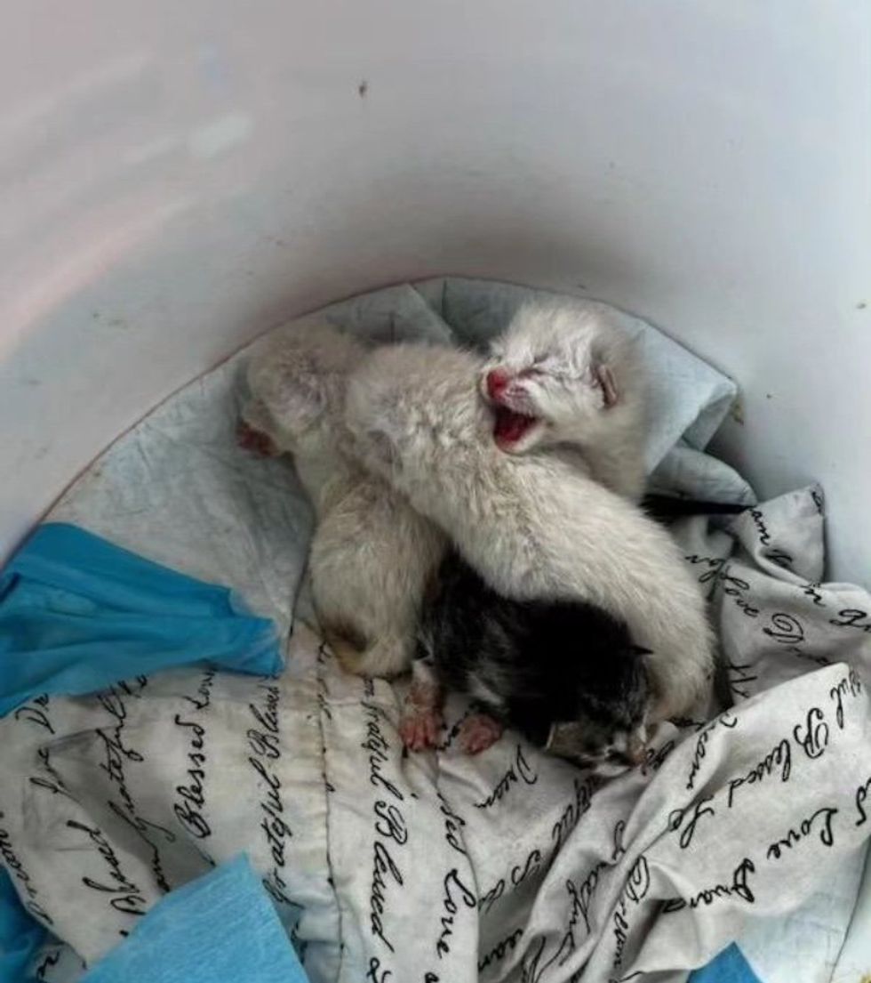 newborn kittens bucket