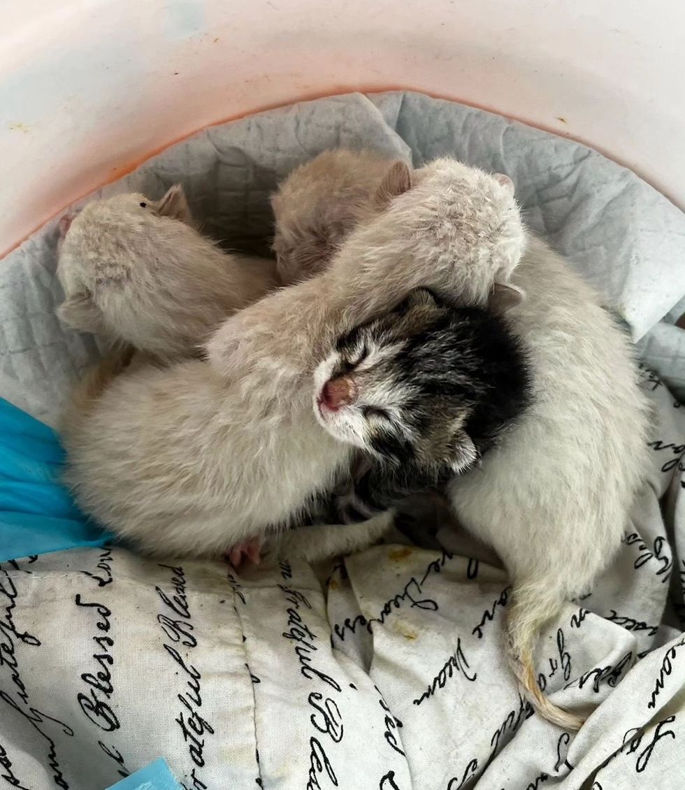kittens newborn huddled