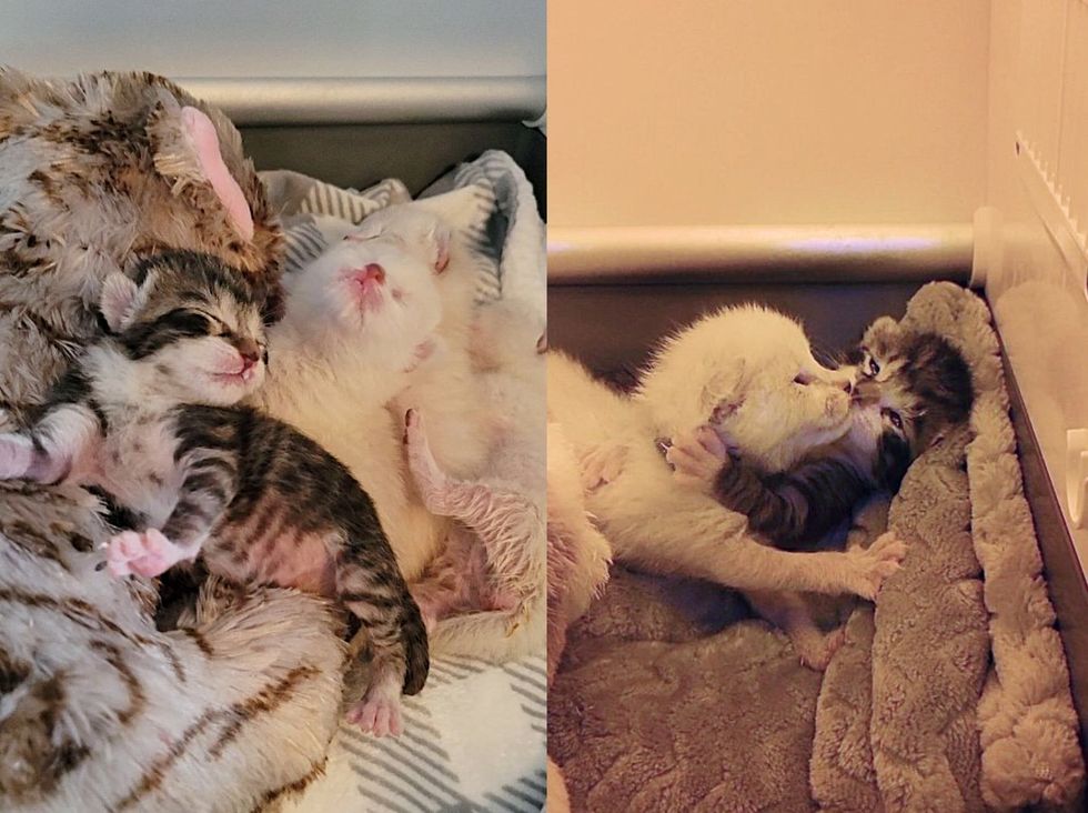 snuggly happy kittens, kitten kisses