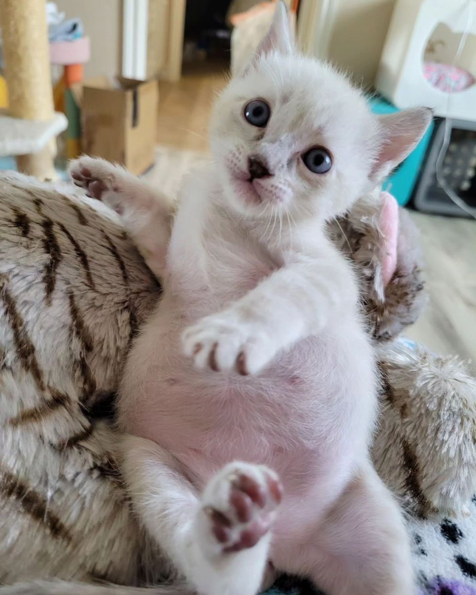 kitten round belly