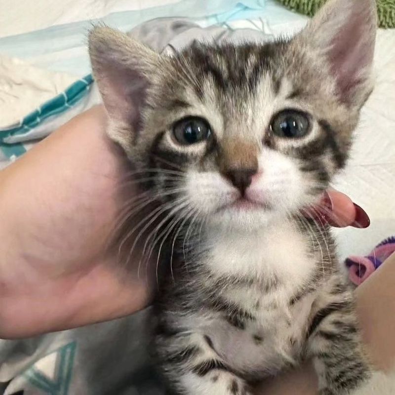 snuggly sweet tabby kitten