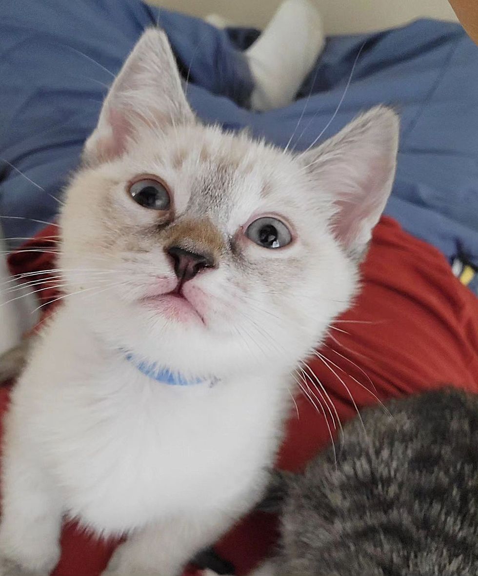 kitten seeking attention, siamese kitten