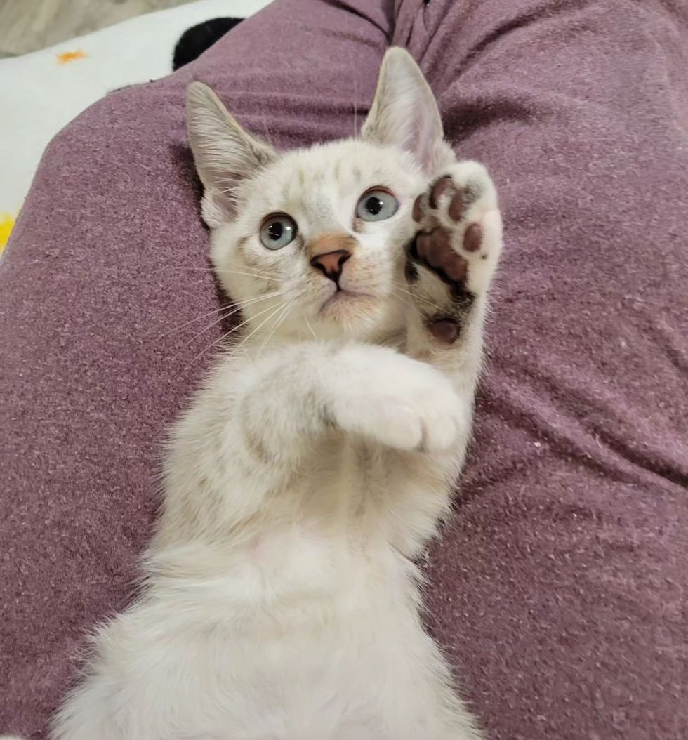 sweet kitten lap cat