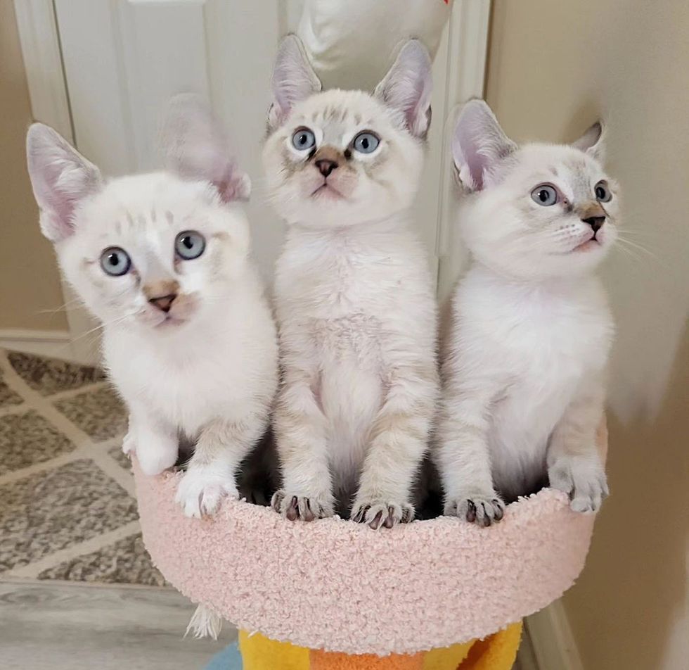 siamese kittens trio