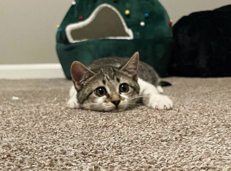 Kitten Hitched a Ride and Ended Up in Parking Lot, Days Later She Radiates  So Much Joy and Energy - Love Meow