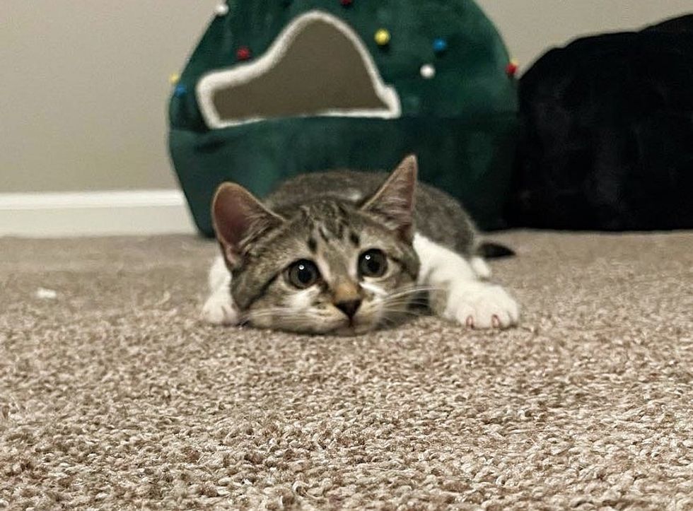 cute kitten pounce eyes