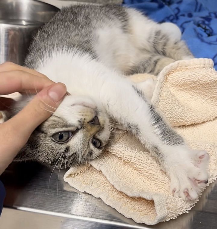 sweet stretching paws kitten