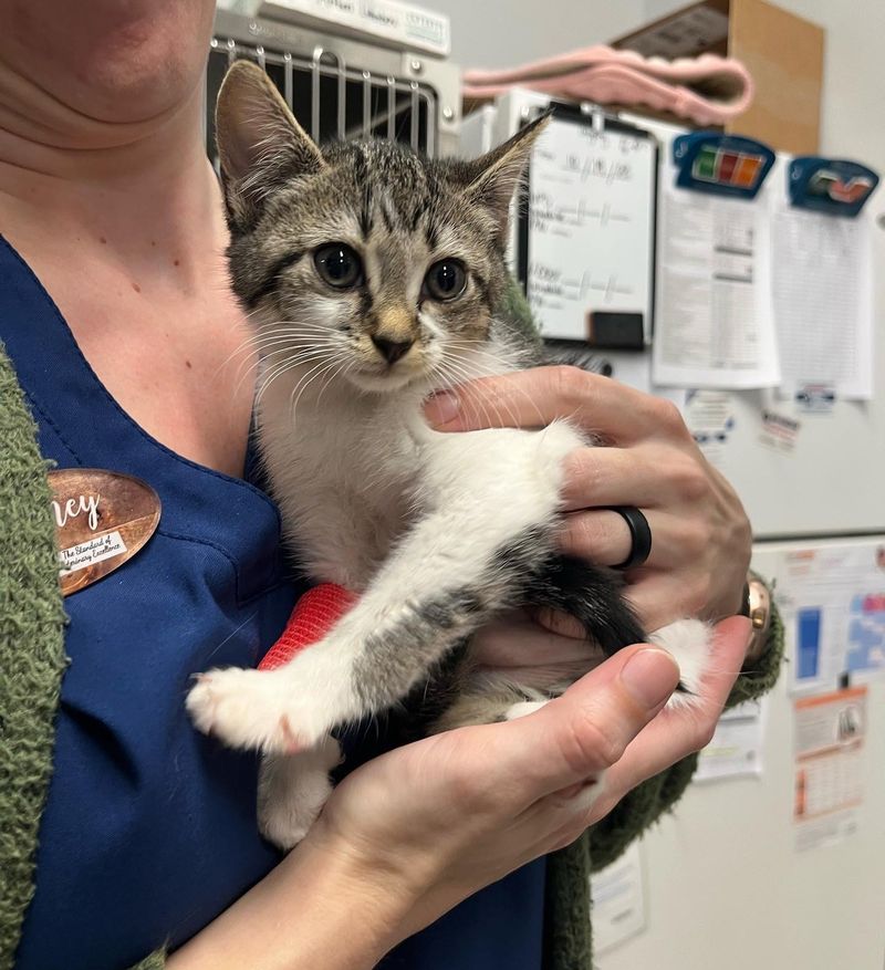 sweet kitten snuggled