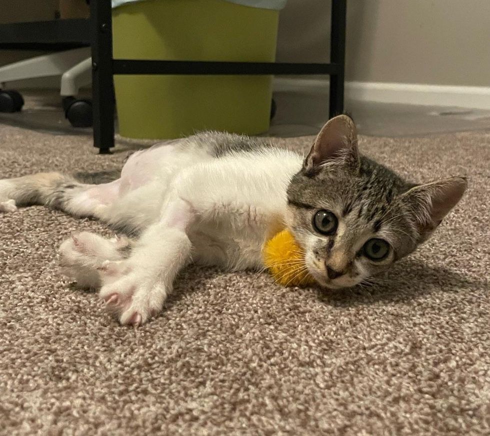 kitten playful paws