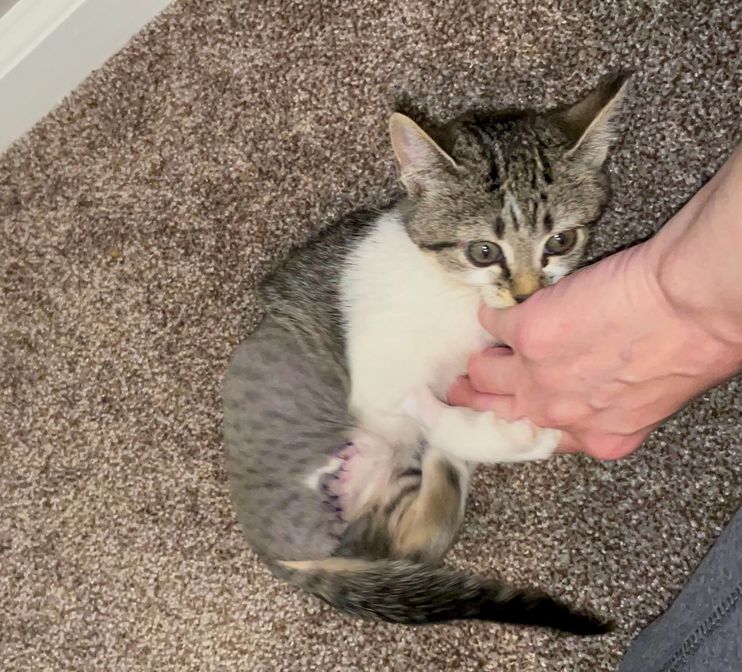 Kitten Hitched a Ride and Ended Up in Parking Lot, Days Later She Radiates  So Much Joy and Energy - Love Meow