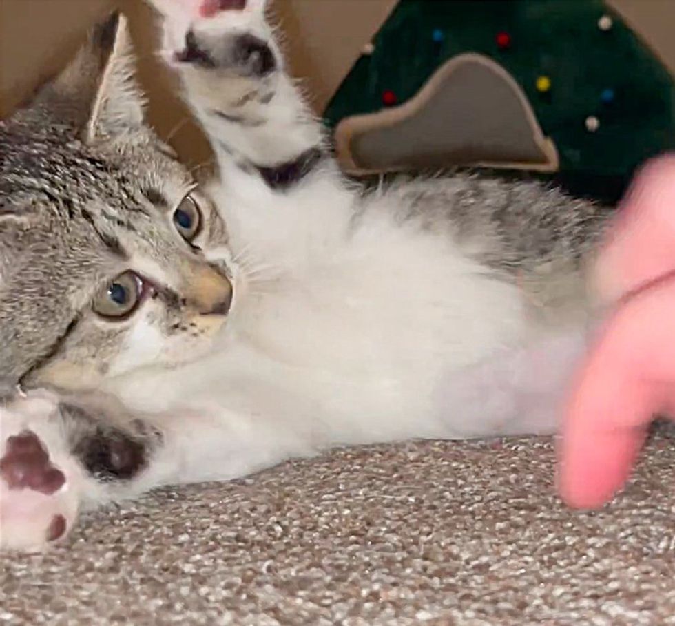 playful kitten paws