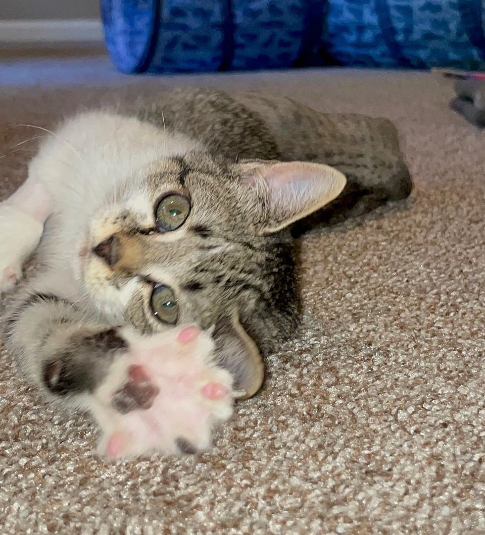 kitten playful stretching paws