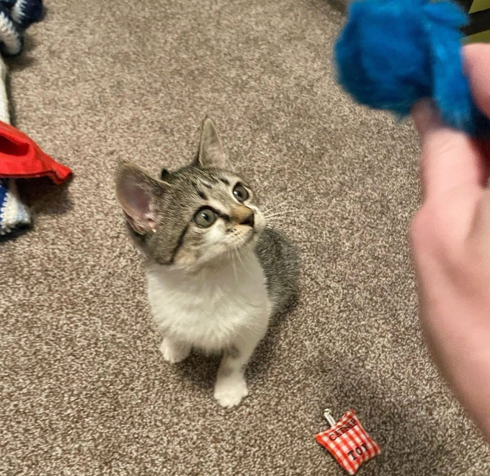 kitten eyeing connected  ball