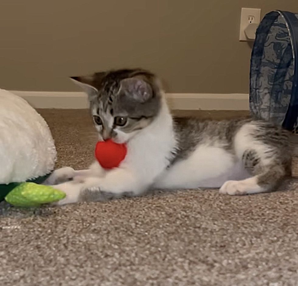 kitten playful ball