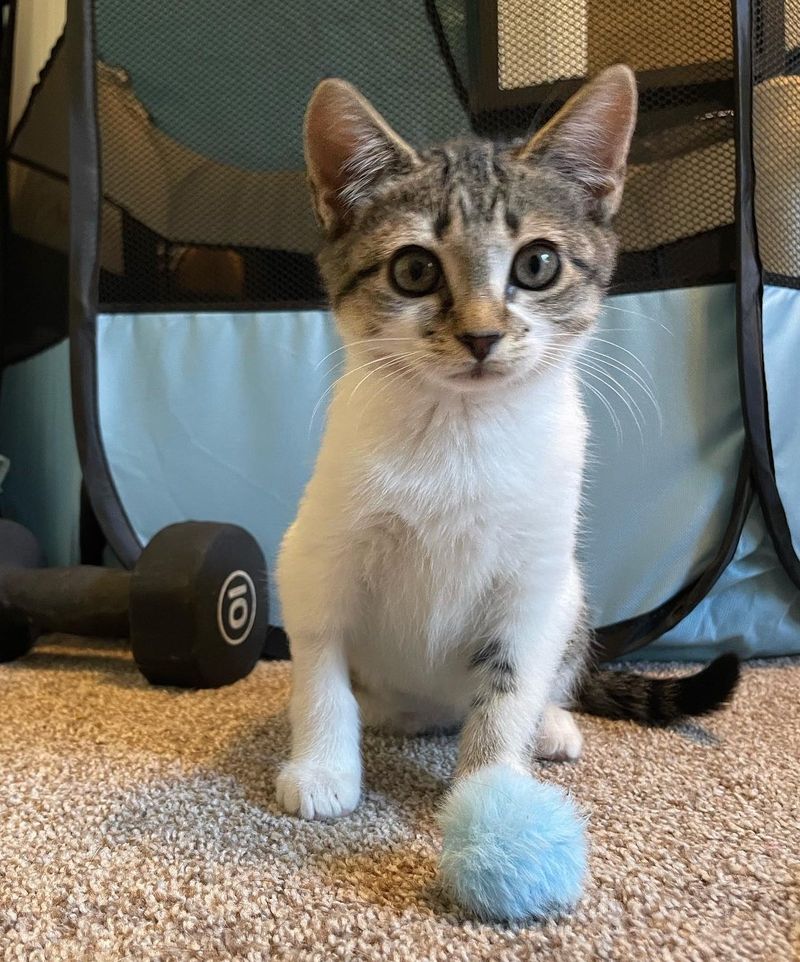 sweet acorn kitten toy