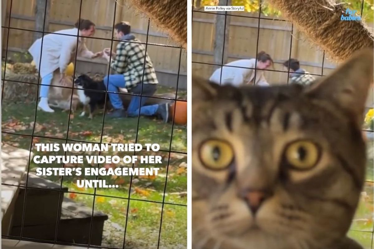 cats; pets; engagement photos; engagement fails; cat photobombs engagement