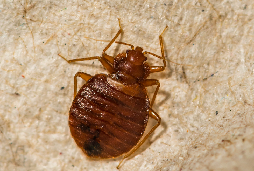 bedbugs