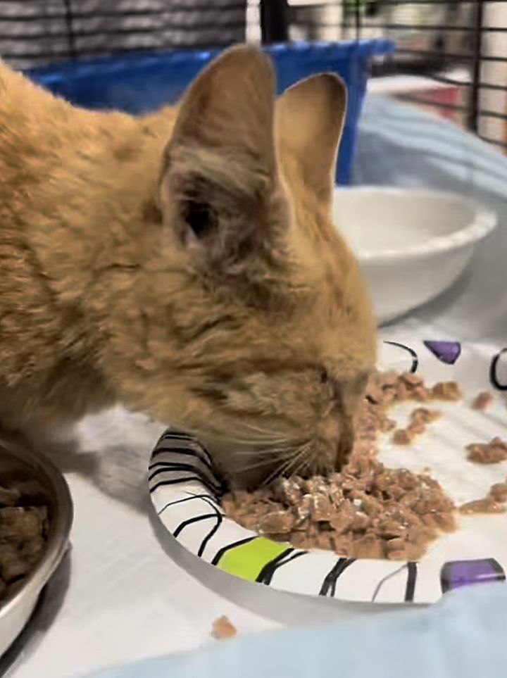 kitten hungry eating food