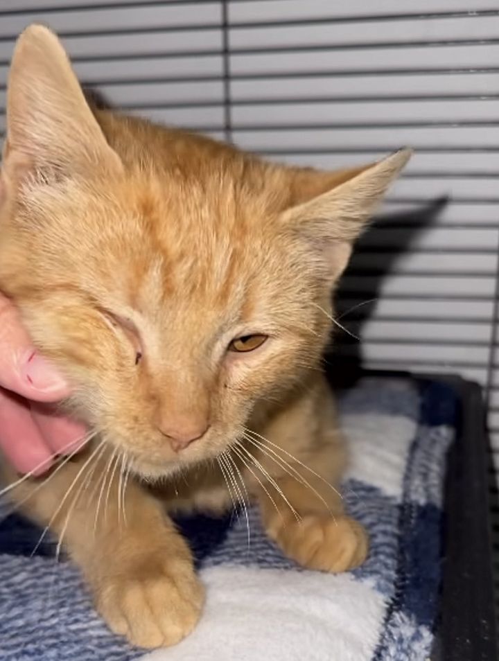 sweet ginger kitten snuggles