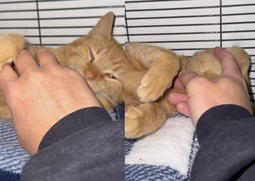 kitten snuggly zesty