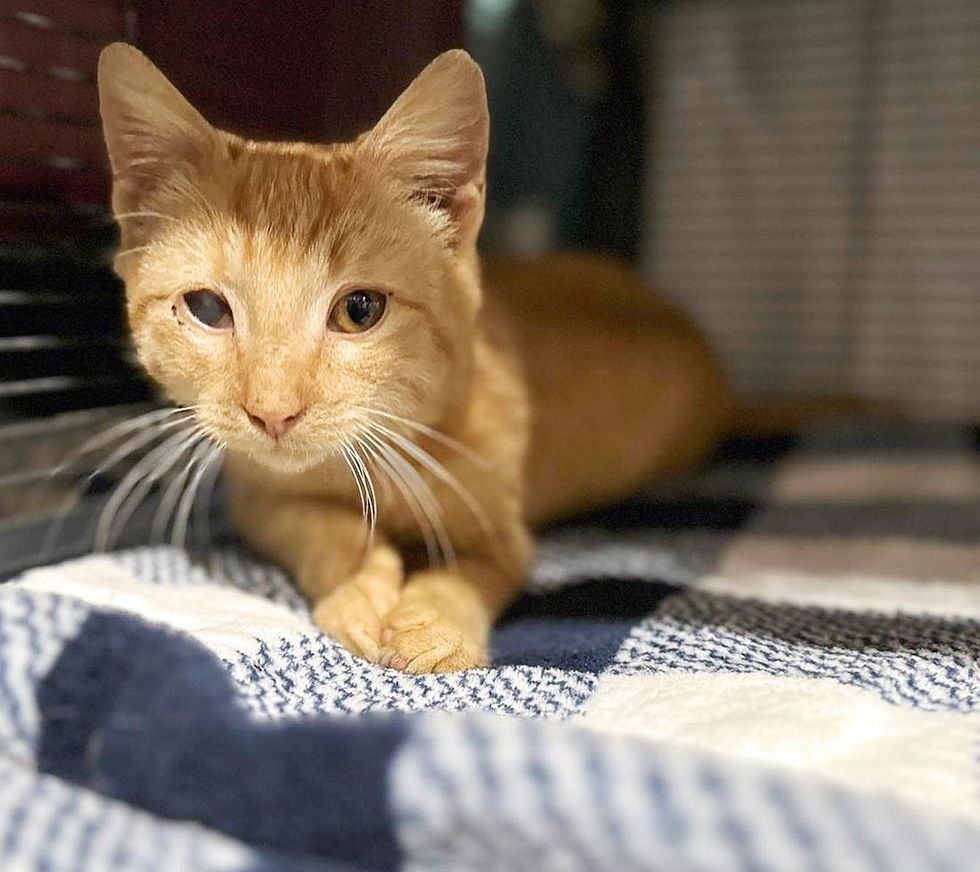 sweet ginger tabby kitten