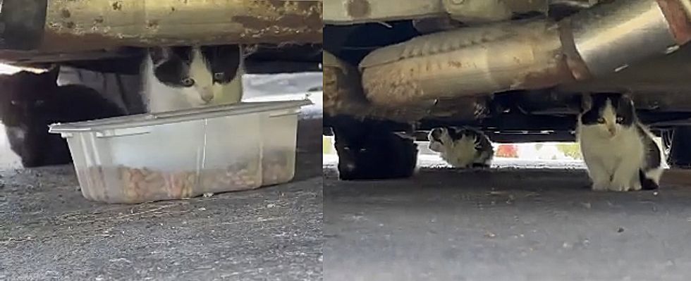 stray kittens under cars