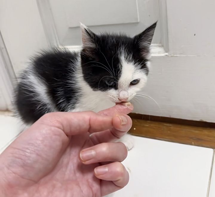 kitten learning trust