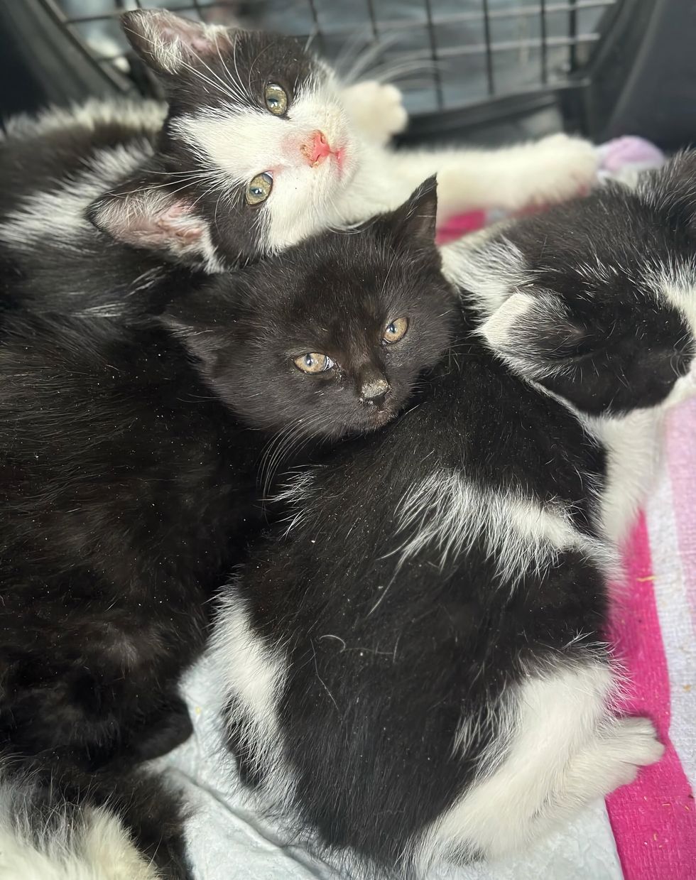 kittens huddled in carrier