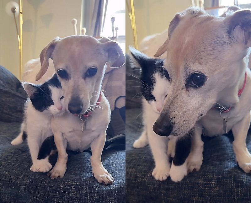 kittens snuggling dog