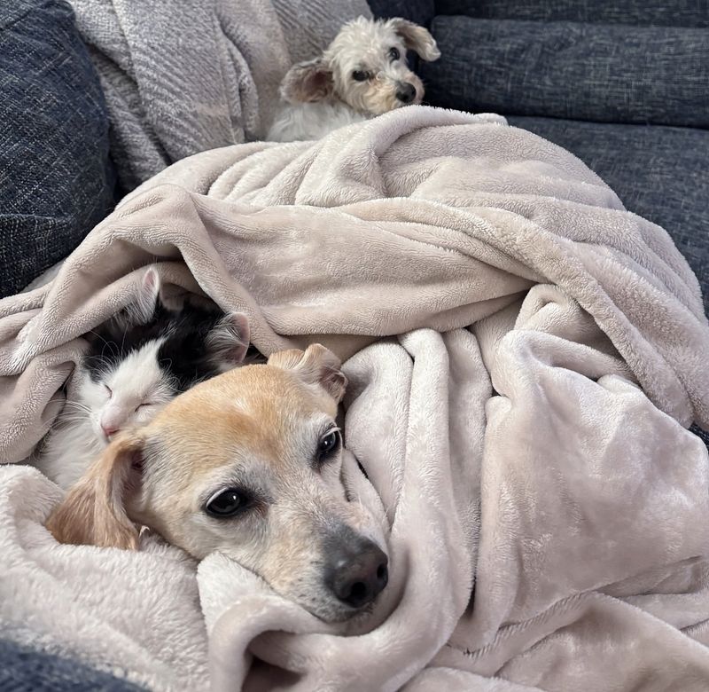 kitten sleeping snuggles dog