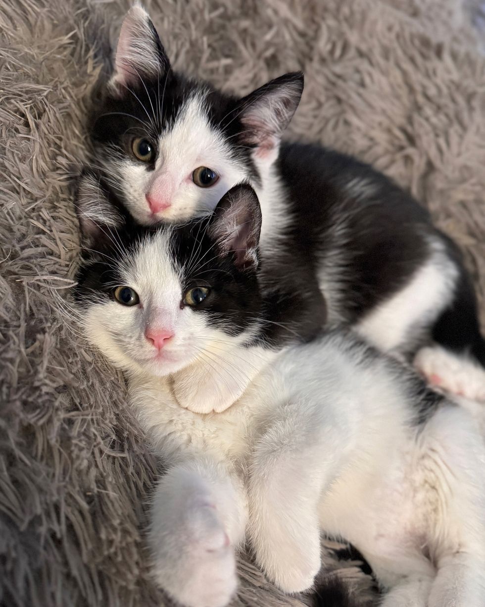 sweet black and white kittens