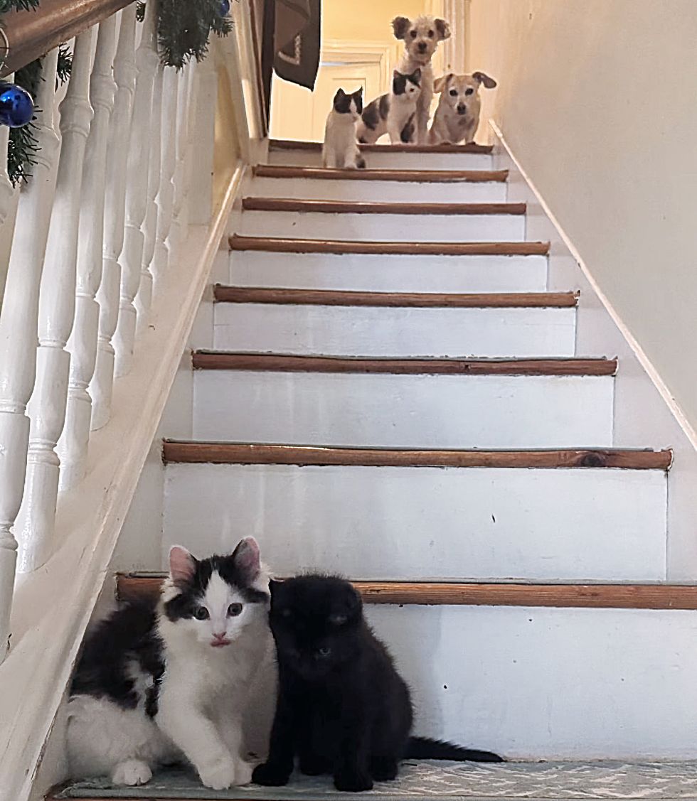 kittens stairs dogs