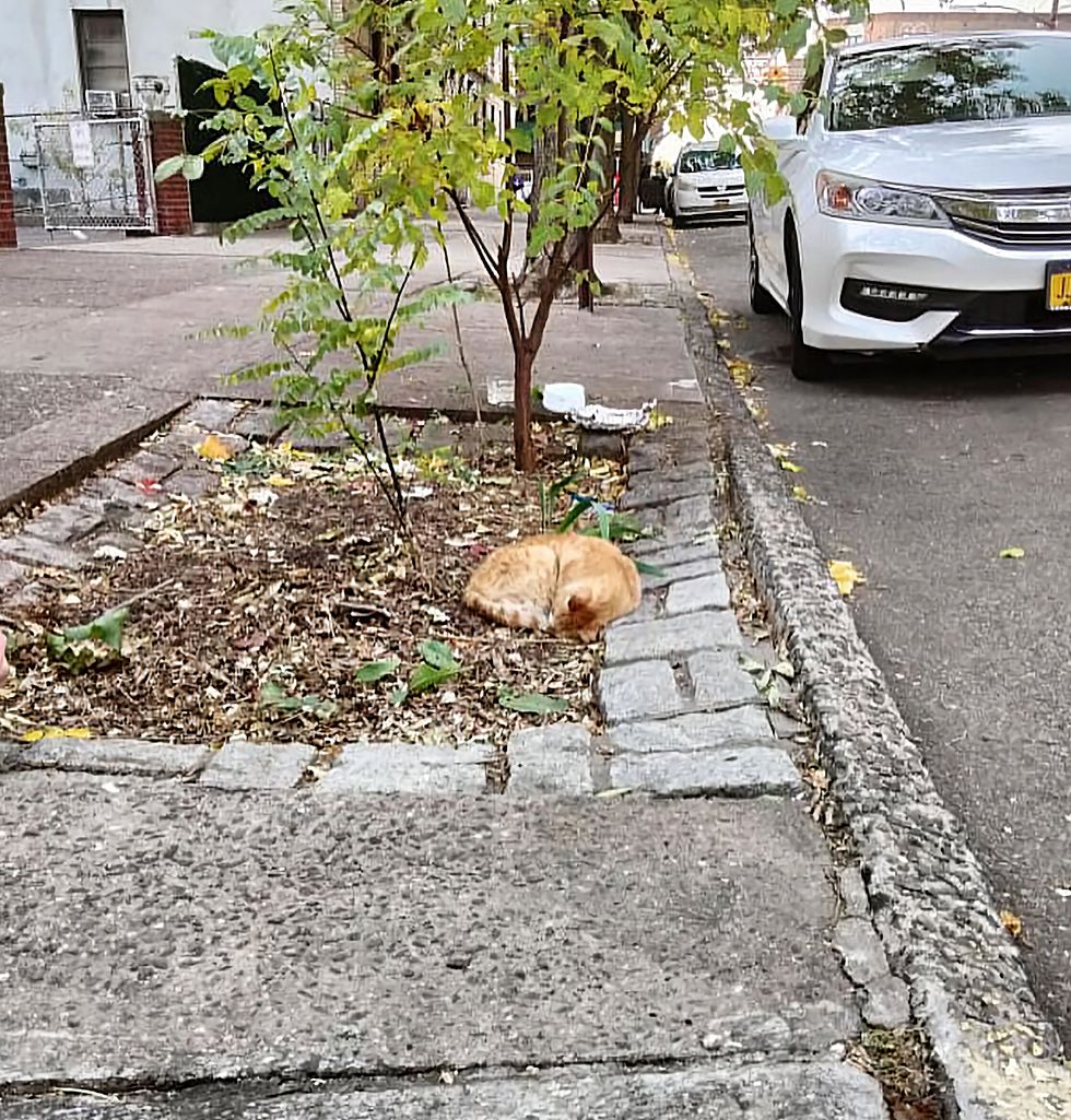 stray cat sleeping street