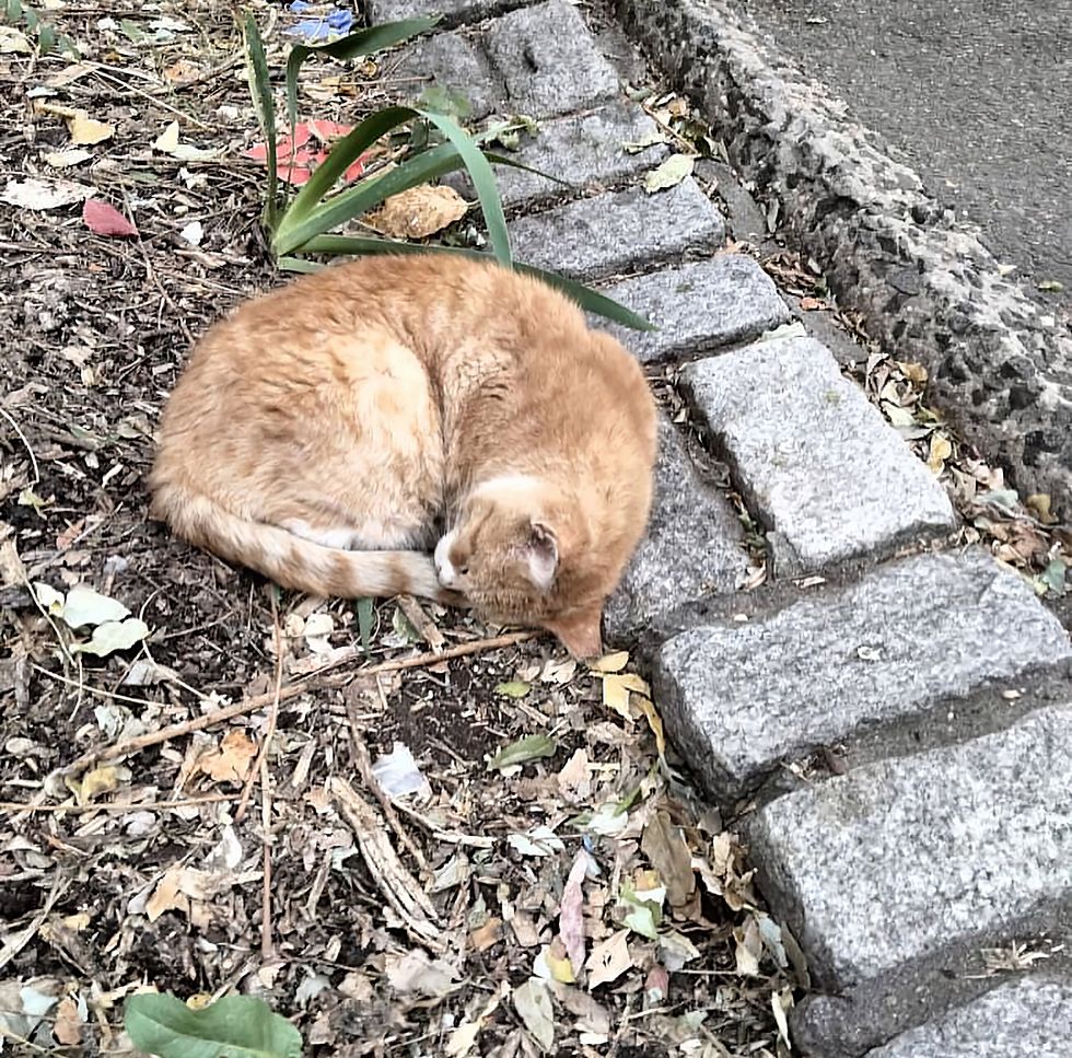 stray orange cat lying street