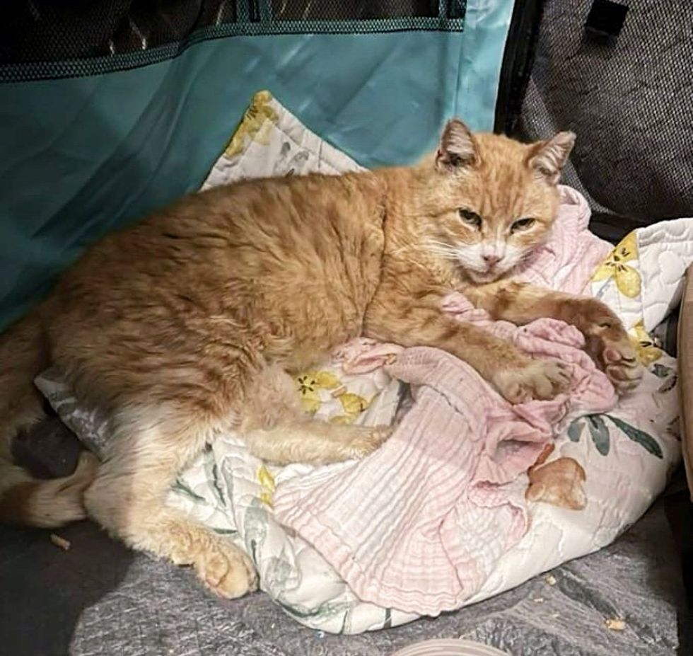 happy cat orange bed