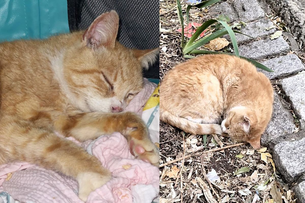 Cat Lying on Patch of Dirt for Days Saved Right Before Thanksgiving, Now Melts into Hands of His People