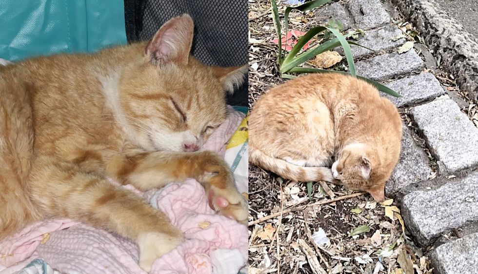 Cat Lying on Patch of Dirt for Days Saved Right Before Thanksgiving‚ Now Melts into Hands of His People