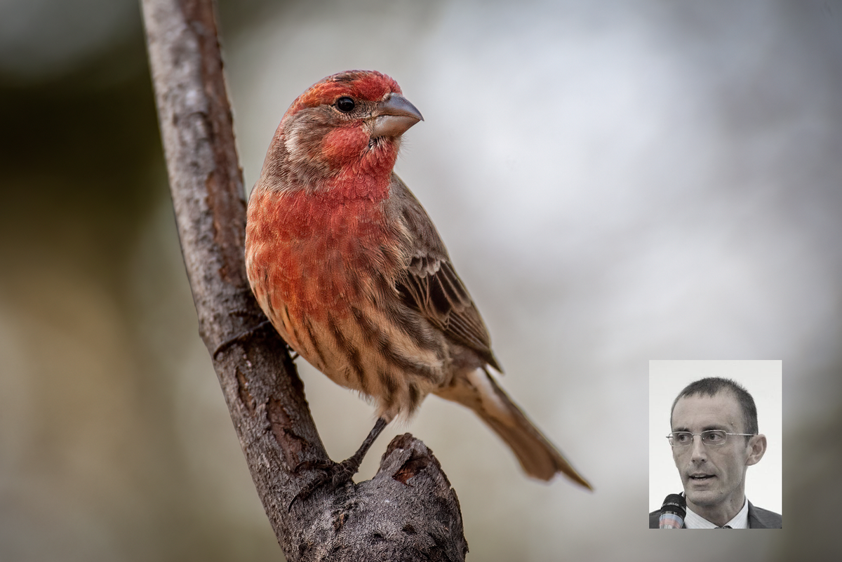 «In vent’anni gli uccelli si sono dimezzati»