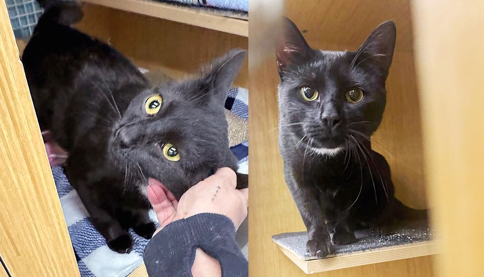 Cat Crawls Under Fence for Help‚ Makes Remarkable Transformation and Wishes for Dream Place for the Holidays