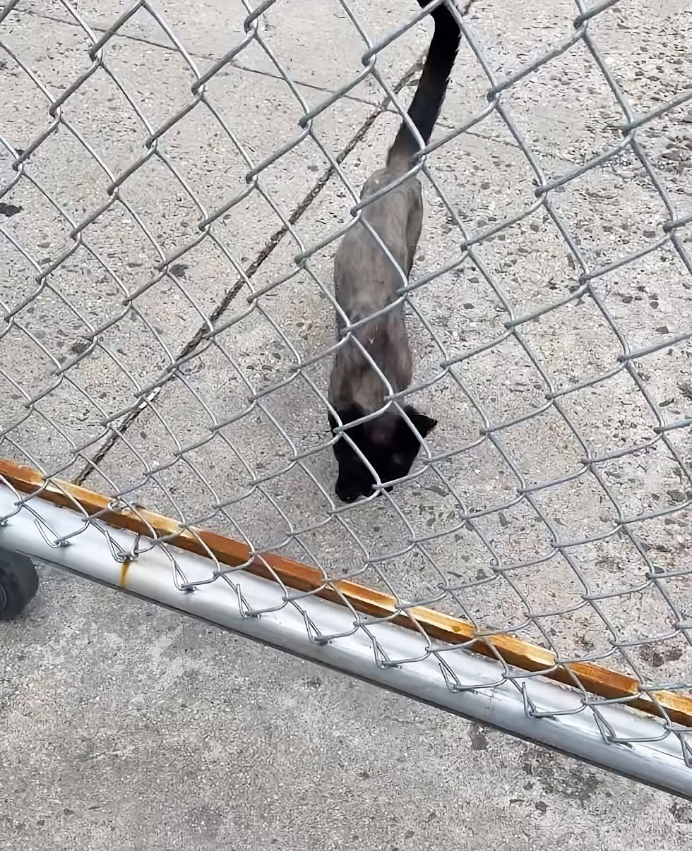 stray cat skinny fence
