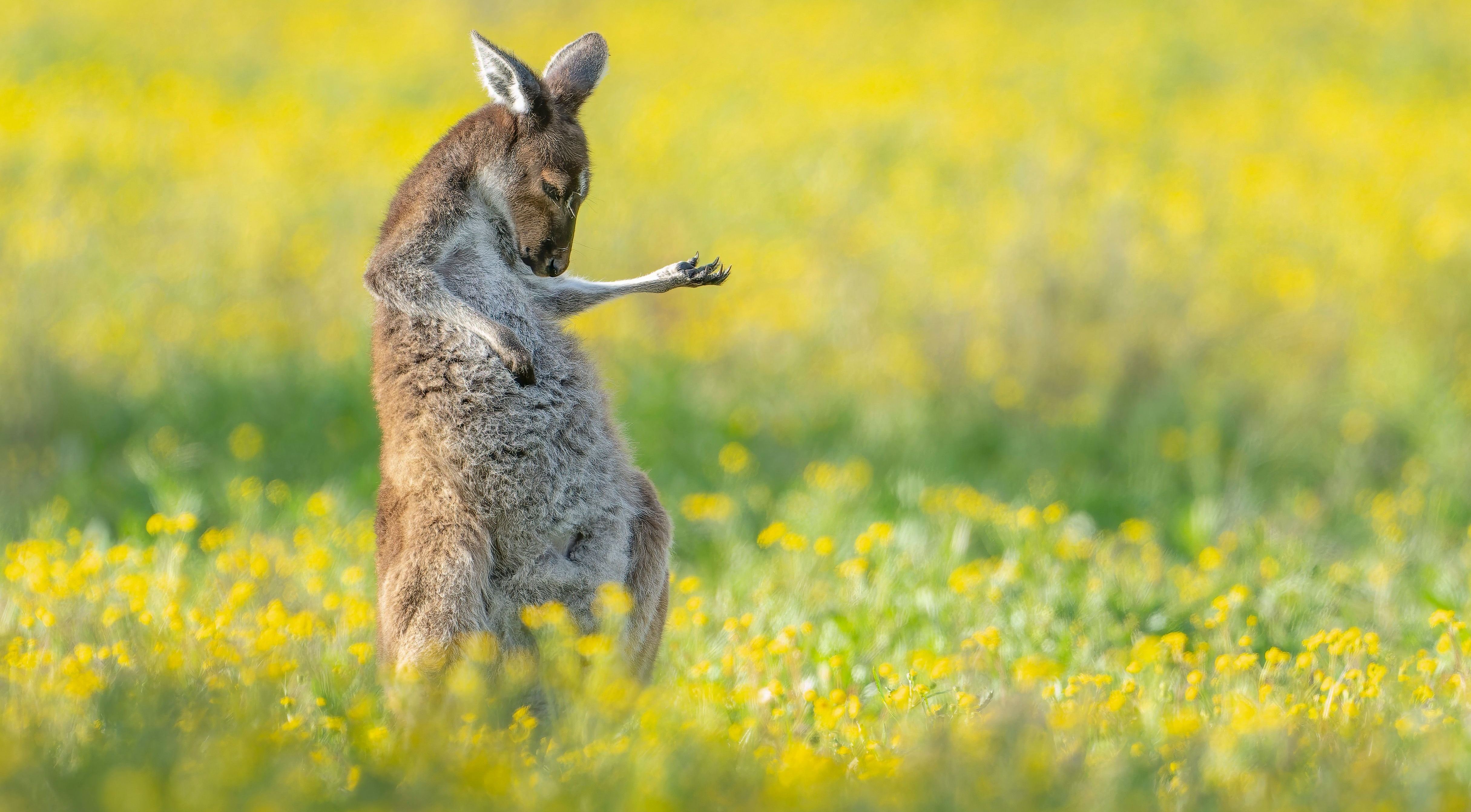 comedy wildlife photography awards, funny pet photos, nature photography