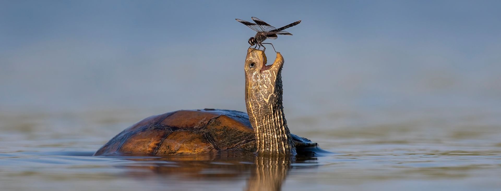 comedy wildlife photography awards, funny pet photos, nature photography