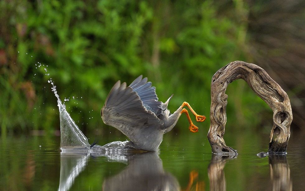 comedy wildlife photography awards, funny pet photos, nature photography