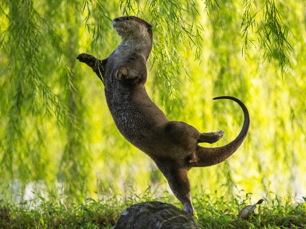 comedy wildlife photography awards, funny pet photos, nature photography