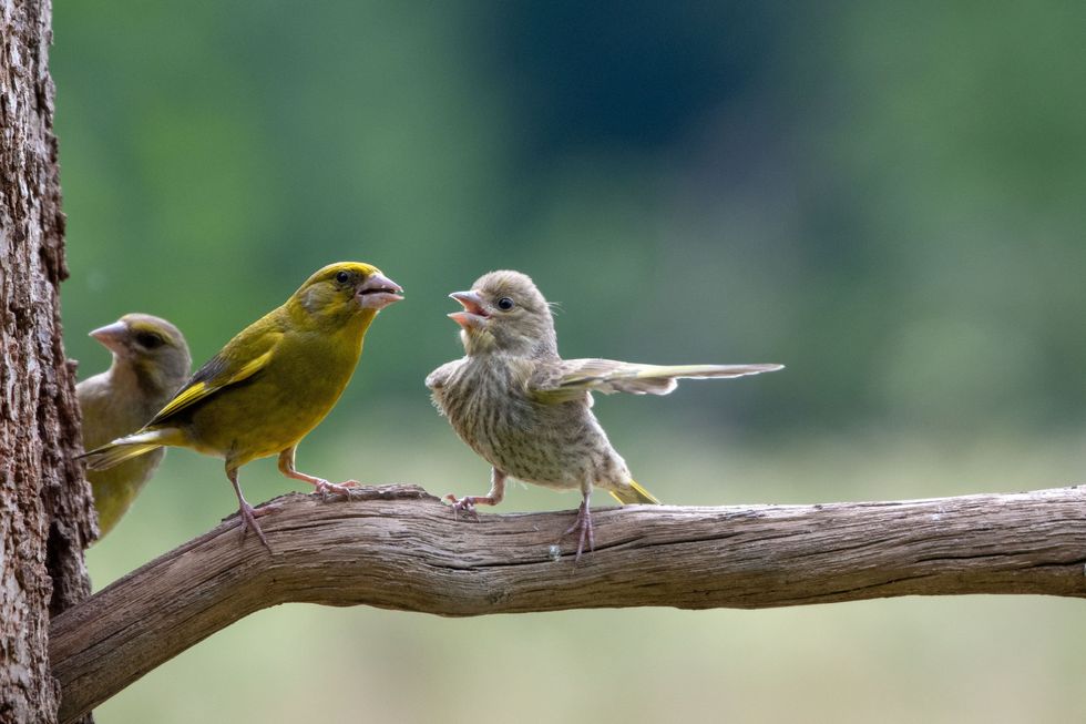 comedy wildlife photography awards, funny pet photos, nature photography