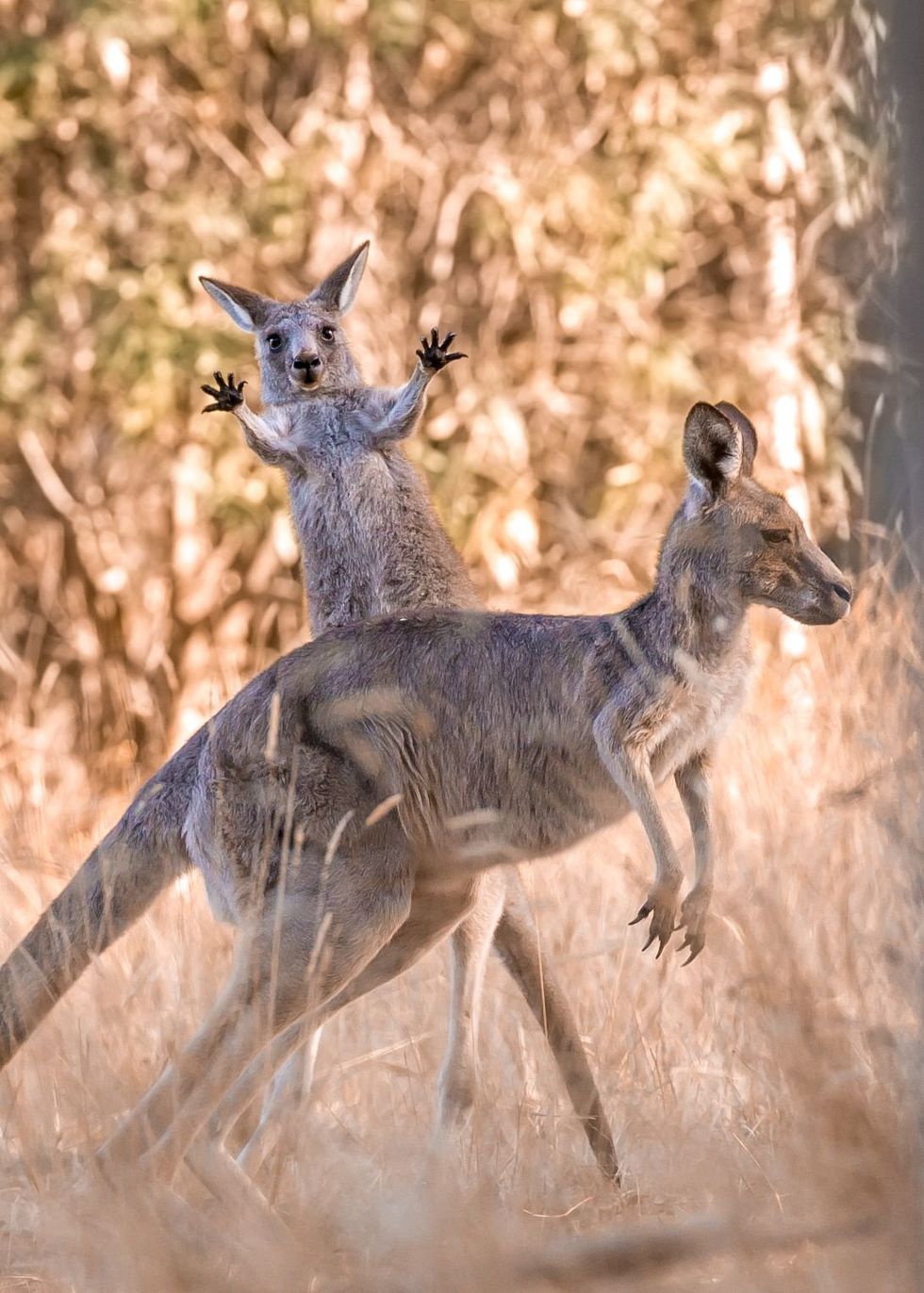 comedy wildlife photography awards, funny pet photos, nature photography