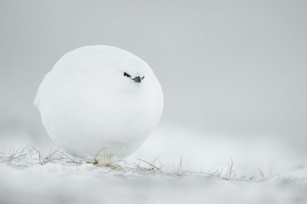 comedy wildlife photography awards, funny pet photos, nature photography